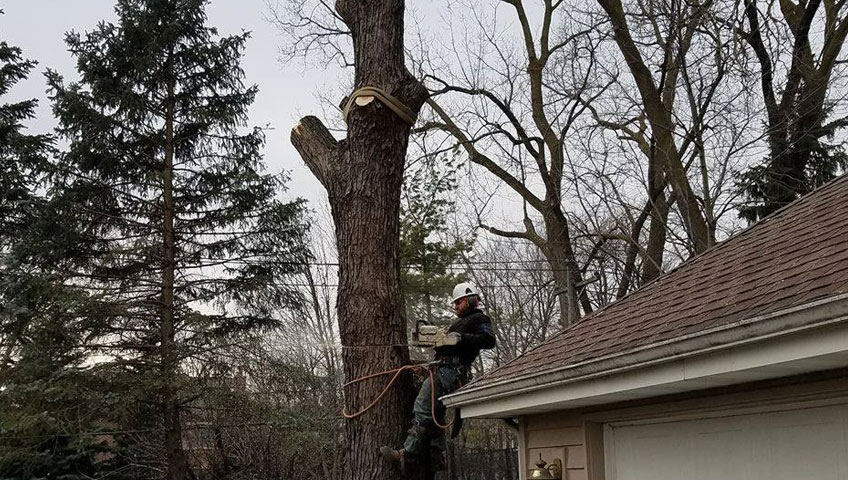 When is the Best Time to Schedule Tree Pruning and Tree Trimming?
