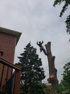 Professional tree removal service safely cutting down a large tree in a residential yard